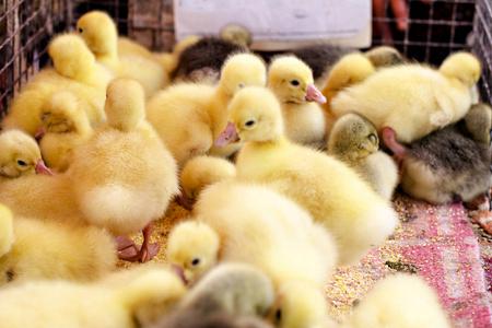 小鸭子, 鹅的人群聚集在笼子里.年轻的鹅在一个家禽养殖场出售在商店.