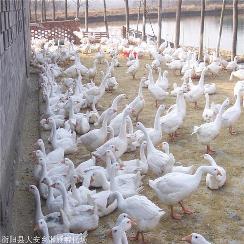 湘雁孵化场:是一家专门从事家禽孵化饲养销售的公司,有着14年的矾化