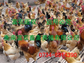 衡阳广大农邦畜禽种苗繁殖合作社 其他牲畜产品列表